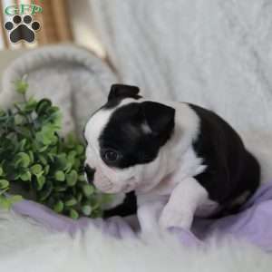 Boots, Boston Terrier Puppy